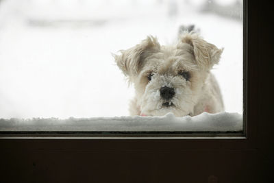 A snow covered yorkie schnauzer dog waiting to come inside in the winter