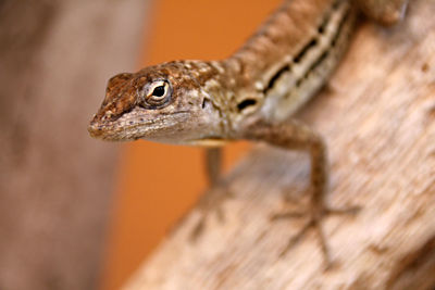 Close-up of lizard