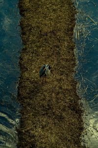 High angle view of bird perching on a lake