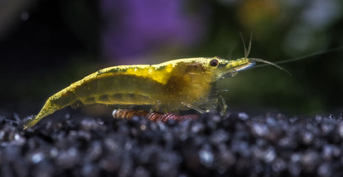 Close-up of shrimp in a fish tank