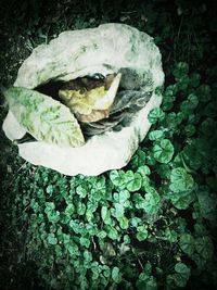 High angle view of plant on field