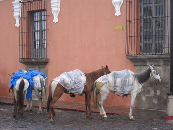 Horses in a building