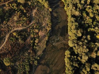High angle view of trees by river in forest