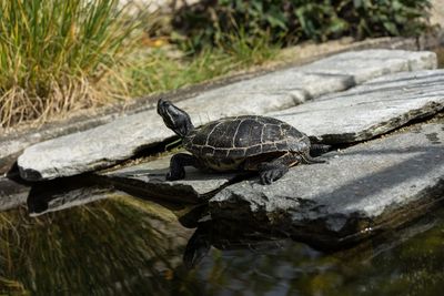 View of lizard on rock