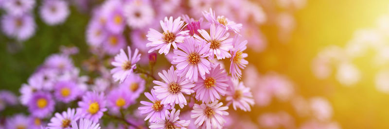 Autumn flowers aster novi-belgii vibrant light purple color in full bloom in the garden. banner