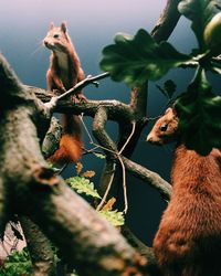 Squirrels on branch