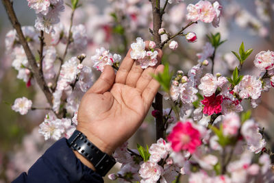 Cropped hand of woman holding cherry blossom