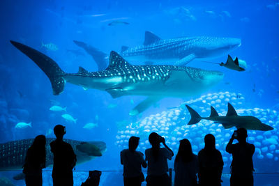 Group of people swimming in aquarium