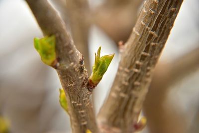 New leaf growing on twig