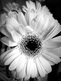 Close-up of white daisy flower