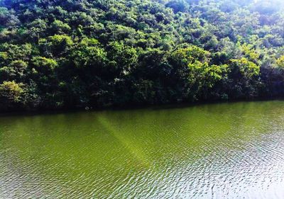 Scenic view of lake in forest