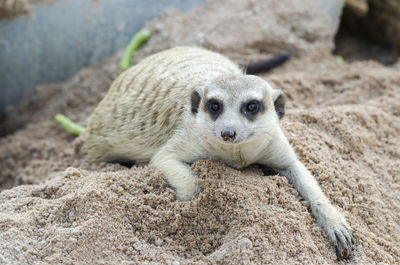 Close-up portrait of an animal