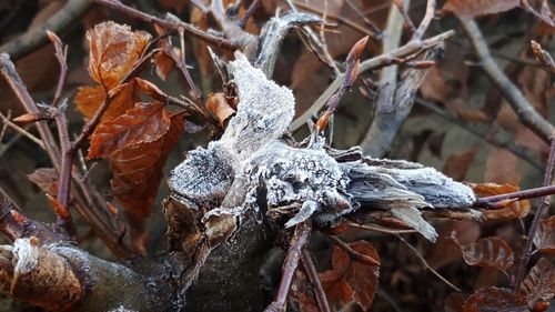 Close-up of dry leaves on snow covered field