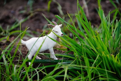 Goat figurine on grassy field