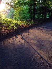 Trees in sunlight