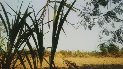 Scenic view of field against clear sky