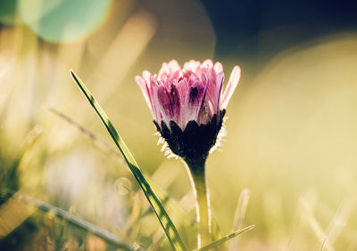 Close-up of pink flower on field