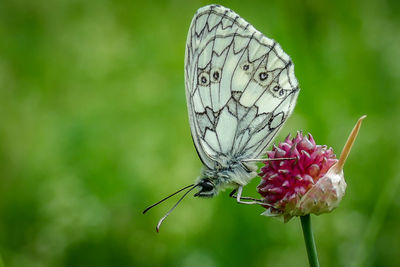 Close-up of butterfly pollinating on flower