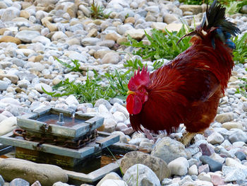 Close-up of rooster
