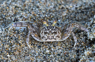 Close-up of crab