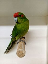 Close-up of parrot perching on wood against wall