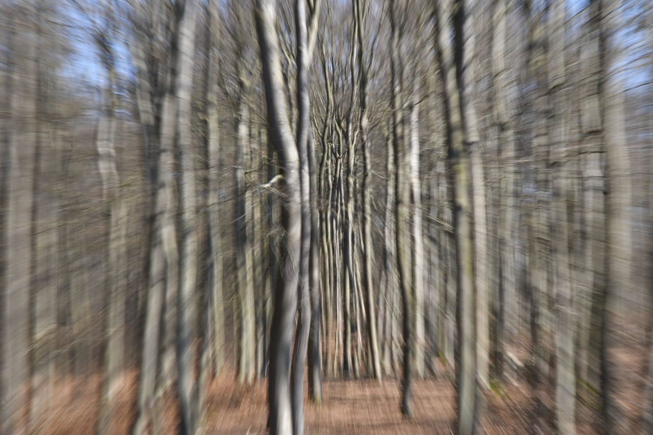 tree, plant, wood, no people, nature, day, land, branch, blurred motion, outdoors, winter, forest, growth, beauty in nature, tranquility, motion, bare tree, sunlight, full frame, backgrounds