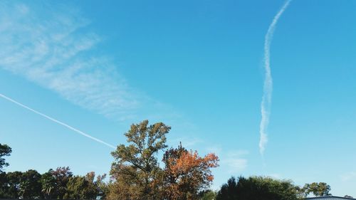 Low angle view of trees against blue sky