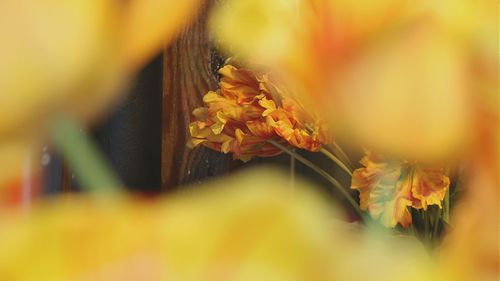 Close-up of plant against blurred background