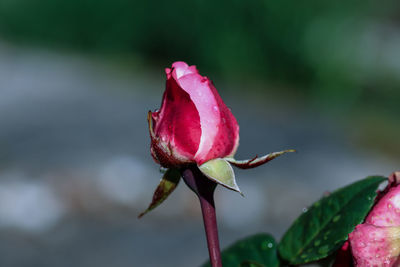 Close-up of red flower