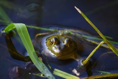 Close-up of frog swimming in lake