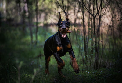 Dog running in a field