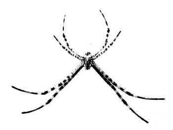 Close-up of spider on web against white background