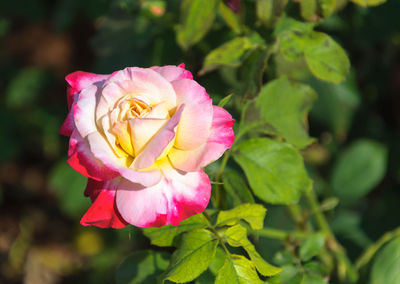 Close-up of pink rose