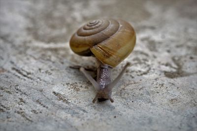 Close-up of snail on floor