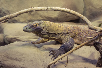 Close-up of lizard