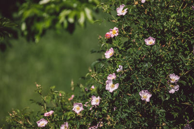 Close-up of pink flowering plants on field