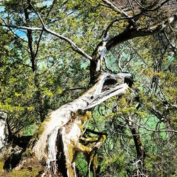 Low angle view of bird on tree