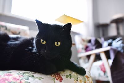 Close-up portrait of black cat at home