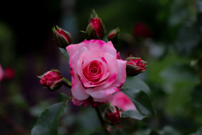 Close-up of pink rose