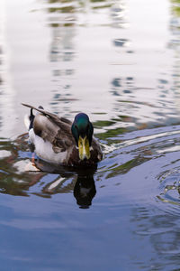 Mallard duck swimming on lake