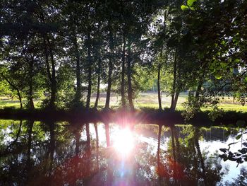 Sun shining through trees in lake