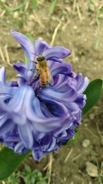 Close-up of honey bee on purple flower