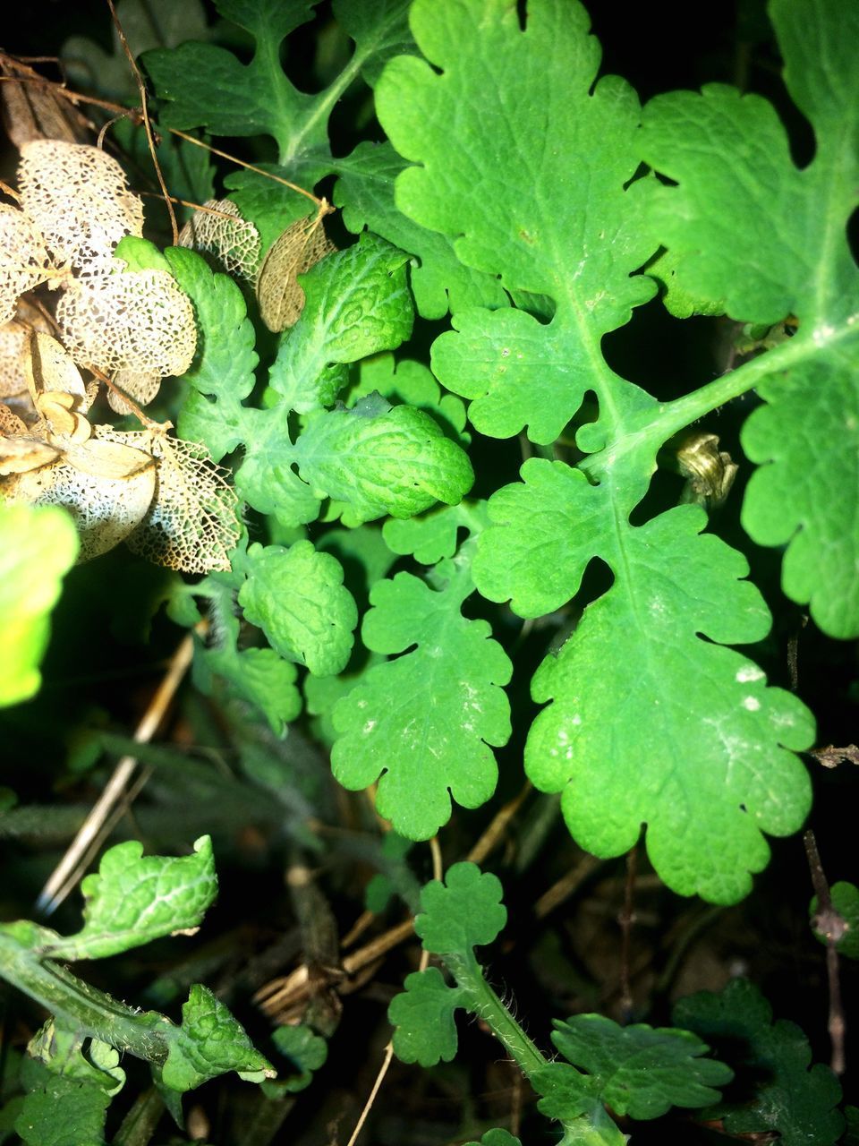 HIGH ANGLE VIEW OF PLANT GROWING IN CONTAINER