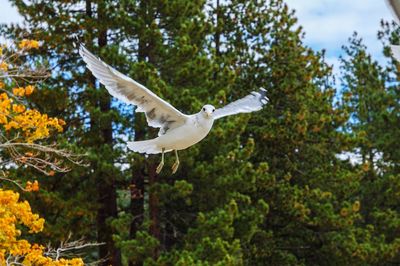 Bird flying over a tree