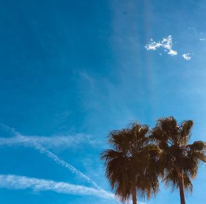 Low angle view of palm trees against blue sky