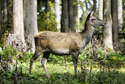 Deer standing on field