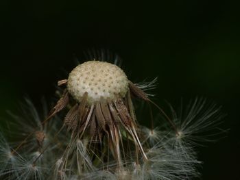 Close-up of dandelion against black background