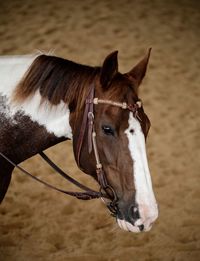 Close-up of horse in ranch