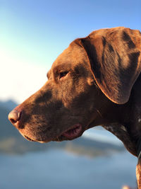 Close-up of dog looking away against sky