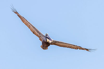 Low angle view of eagle flying against clear sky